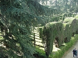 Maze At Alcazar In Sevilla 2